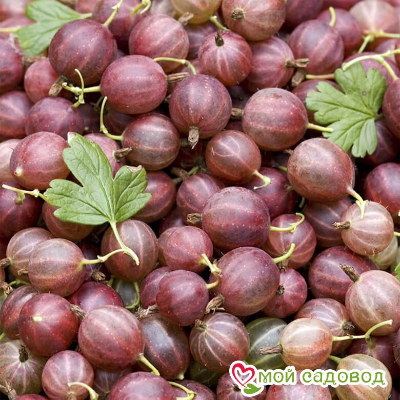 Крыжовник Финик