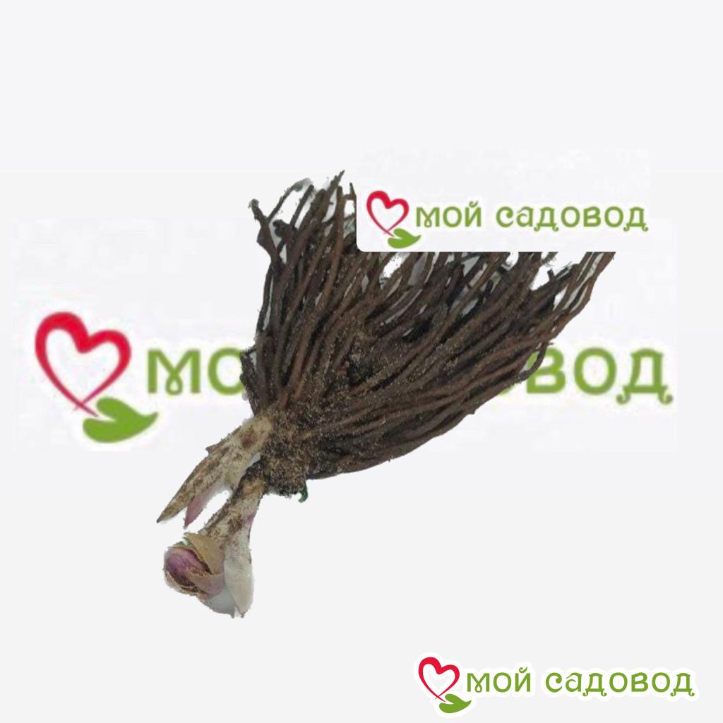 Хоста Свит Мелоди